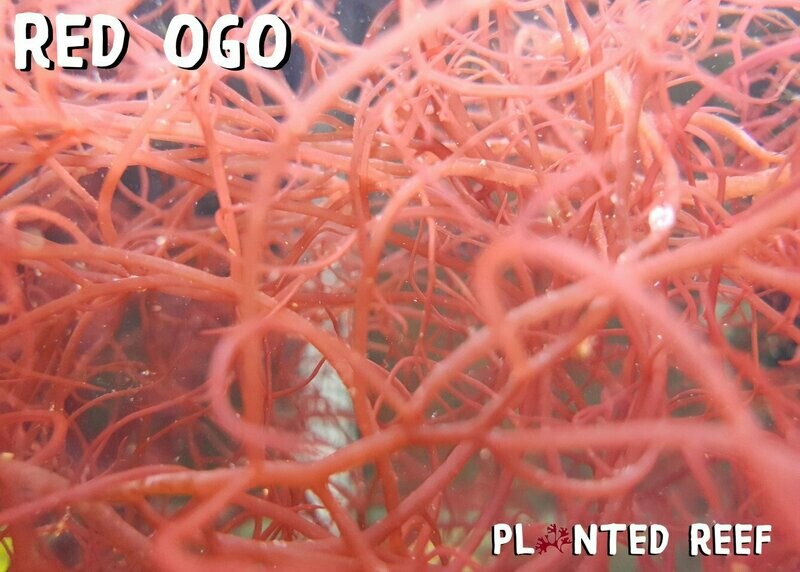 Red Ogo Macroalgae (Gracilaria parvispora)