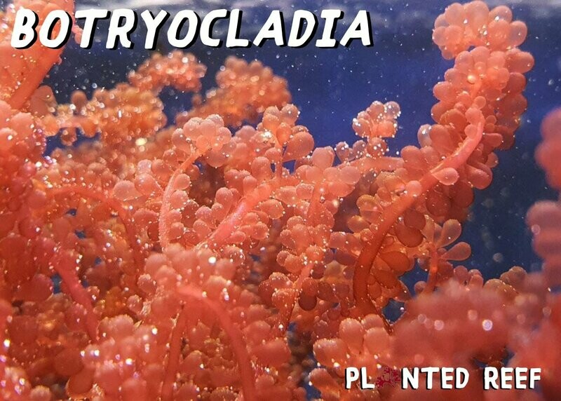 Botryocladia Botryoides Red Grape Macroalgae