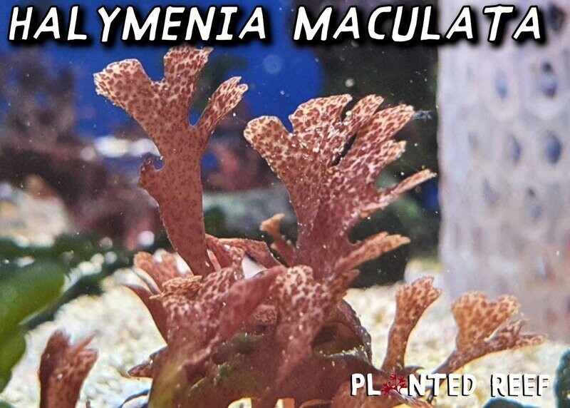 Halymenia Maculata (1x1" Frag) Macroalgae