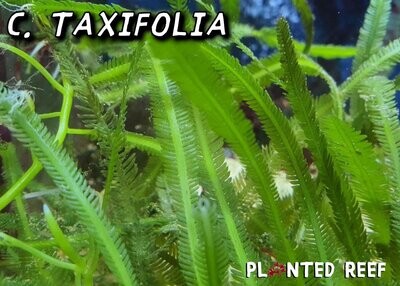 Caulerpa Taxifolia Macroalgae