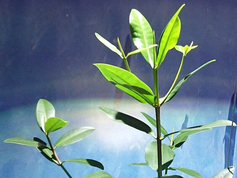 Red Mangrove Seed Pod