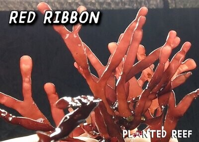 Red Ribbon Gracilaria