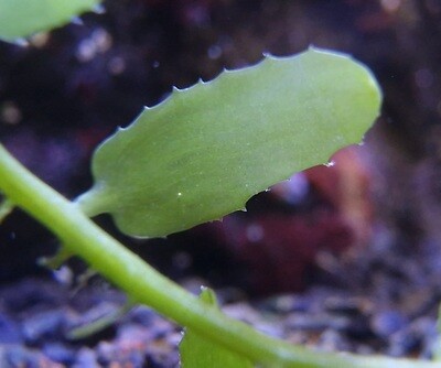 Caulerpa brachypus sawblade macroalgae