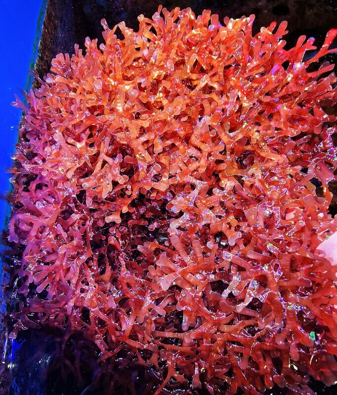 Gracilaria mammillaris Macroalgae