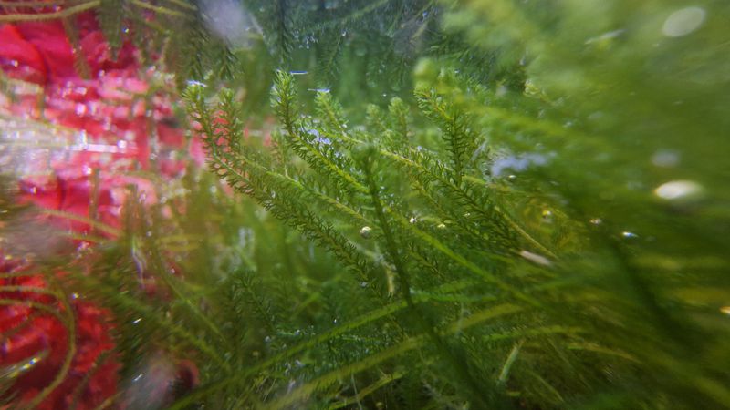 Caulerpa webbiana