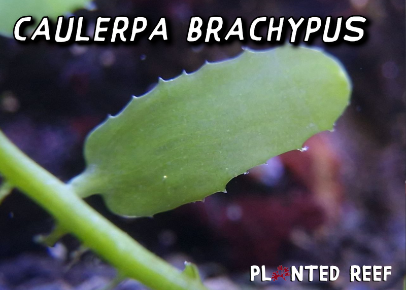 Caulerpa brachypus sawblade macroalgae
