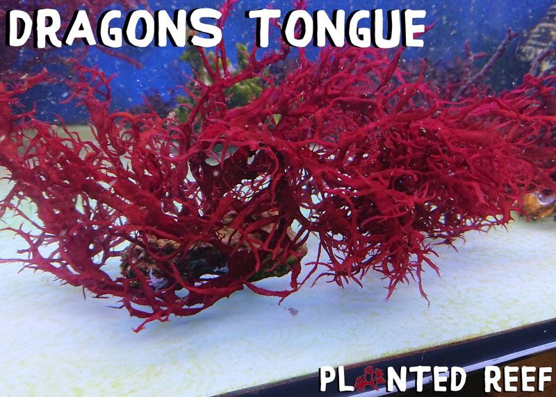 Halymenia Durvillei "Dragons Tongue"