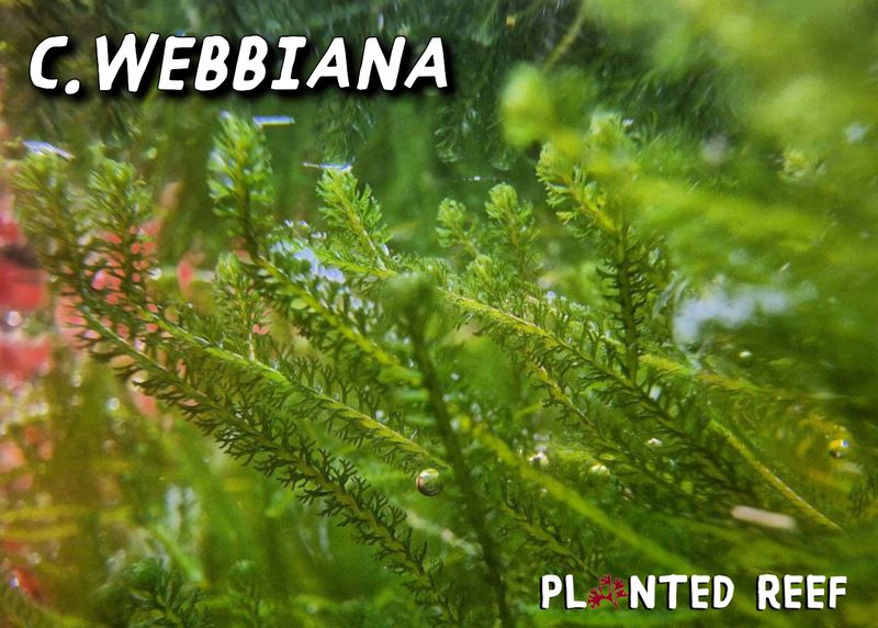 Caulerpa webbiana