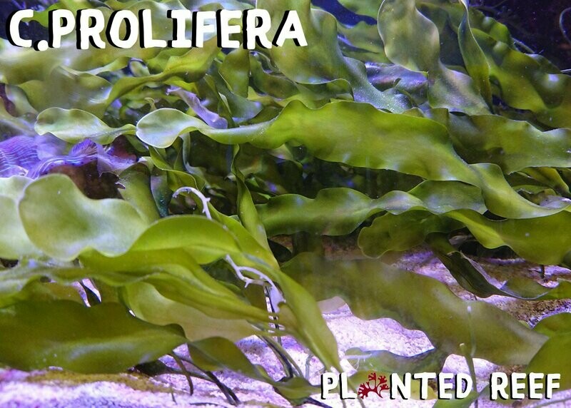 Caulerpa Prolifera Macroalgae