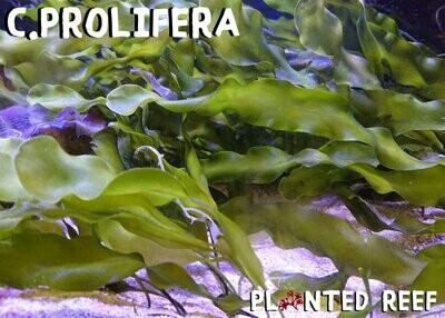 Caulerpa Prolifera Macroalgae