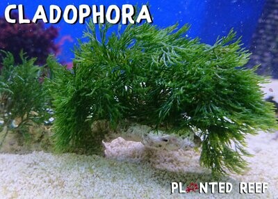 Green Bush Macroalgae Cladophora Prolifera