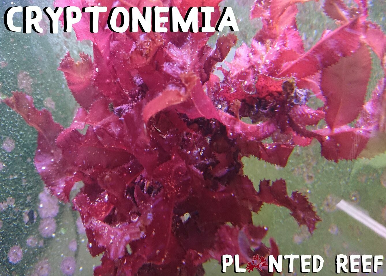 Cryptonemia crenulata Macroalgae Cryptonemia crenulata Macroalgae