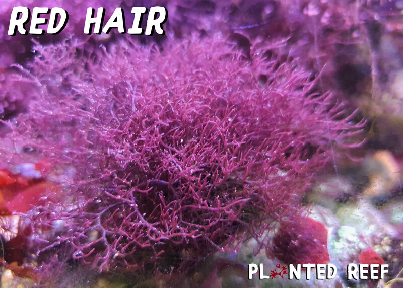 Red Hair Chondria Macroalgae