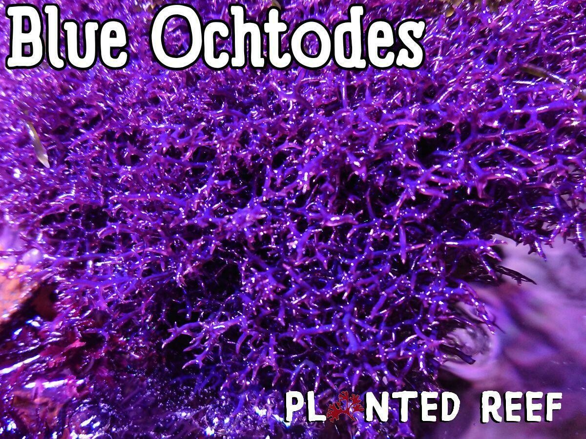 Blue Ochtodes Macroalgae Blue Ochtodes Macroalgae