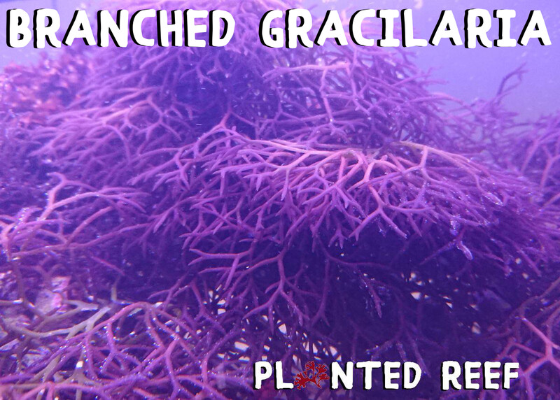 Branched Ogo Macroalgae