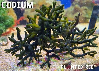 Codium "Dead Man's Finger's" Macroalgae