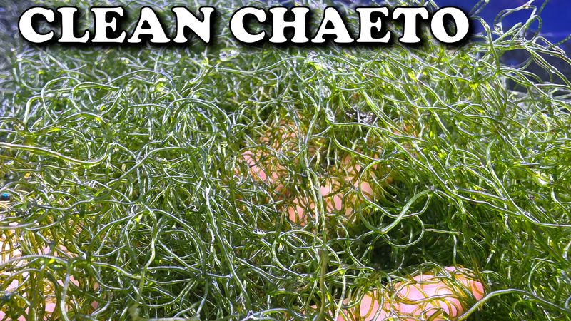 Clean Chaeto Ball