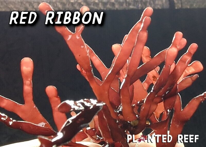 Red Ribbon Gracilaria