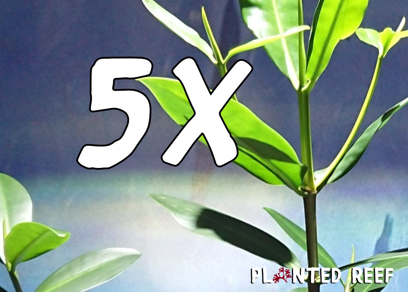 5 x Red Mangrove Seed Pod 5 x Red Mangrove Seed Pod