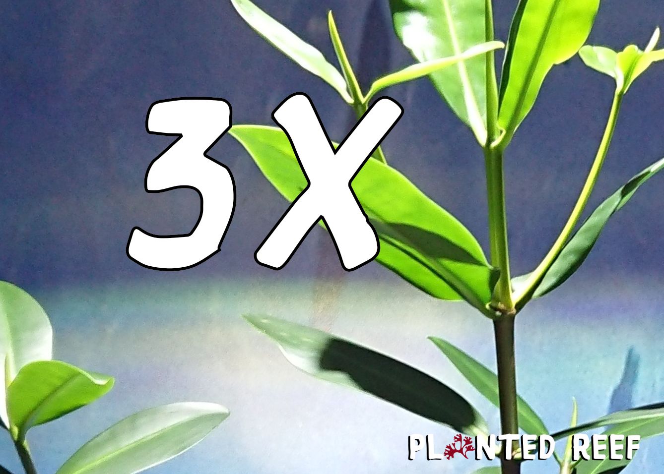 3 x Red Mangrove Seed Pod