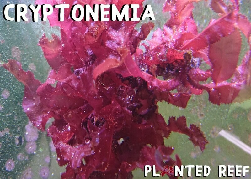 XL Cryptonemia crenulata Macroalgae