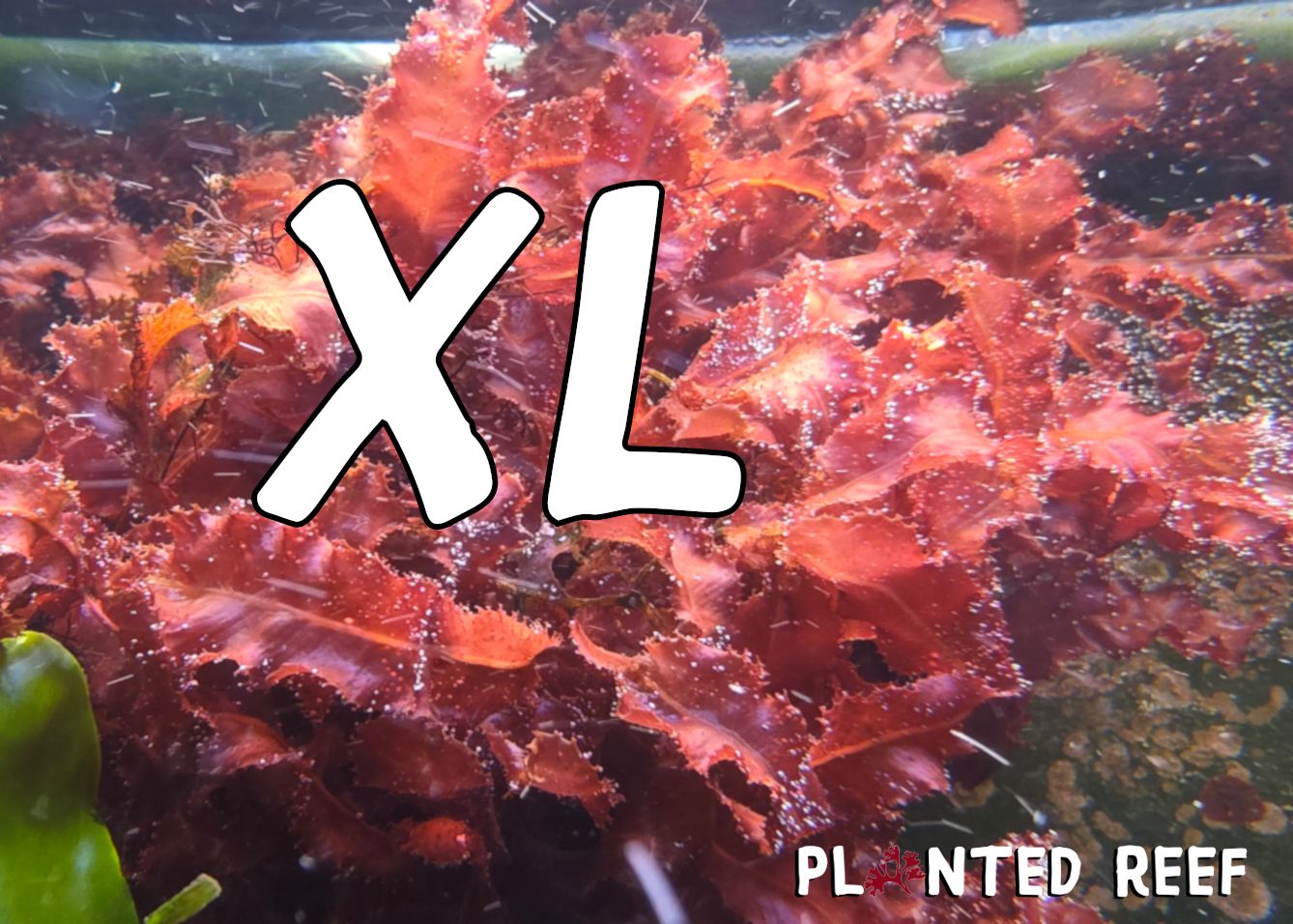 XL Cryptonemia crenulata Macroalgae