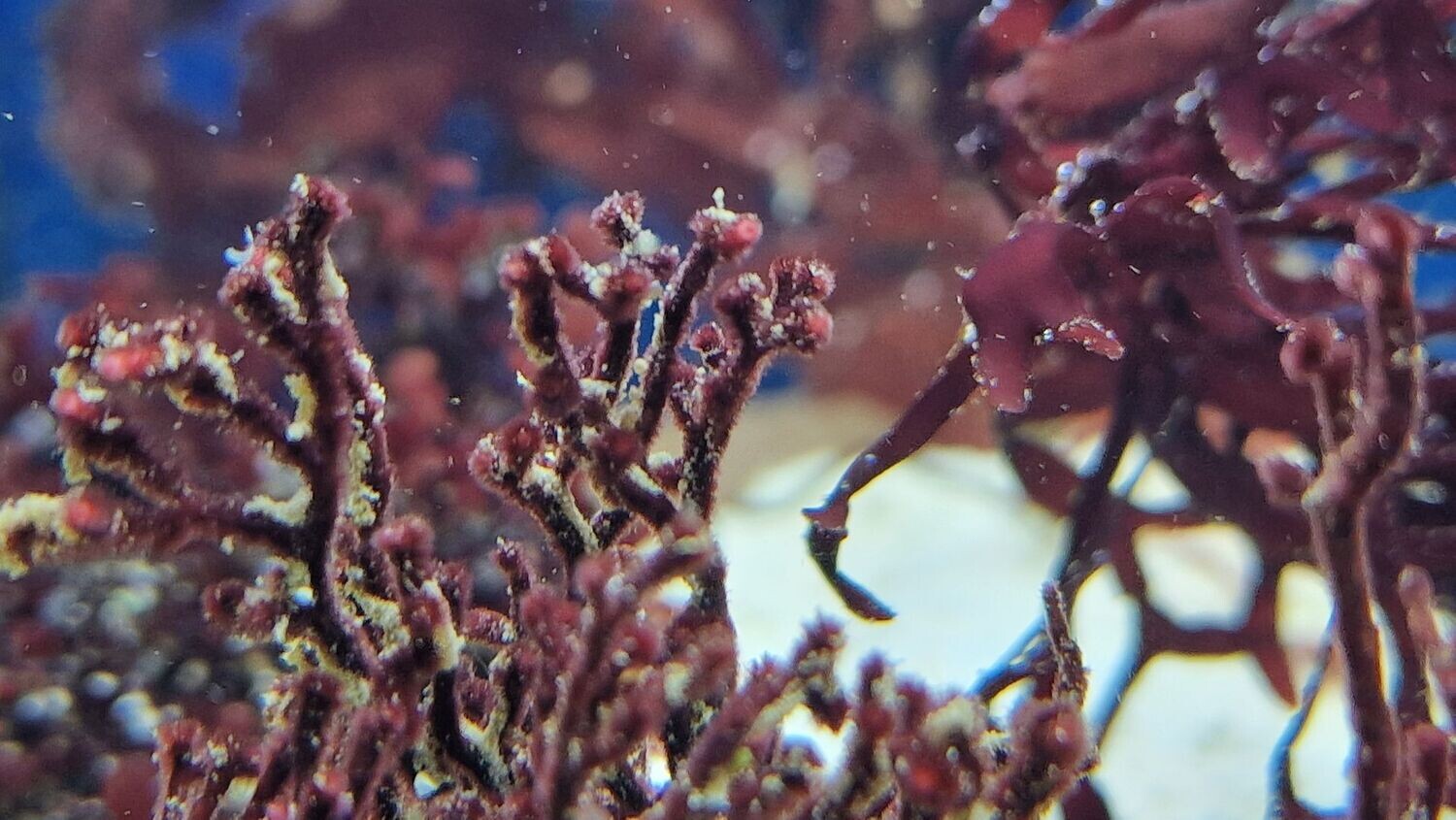 Galaxura rugosa