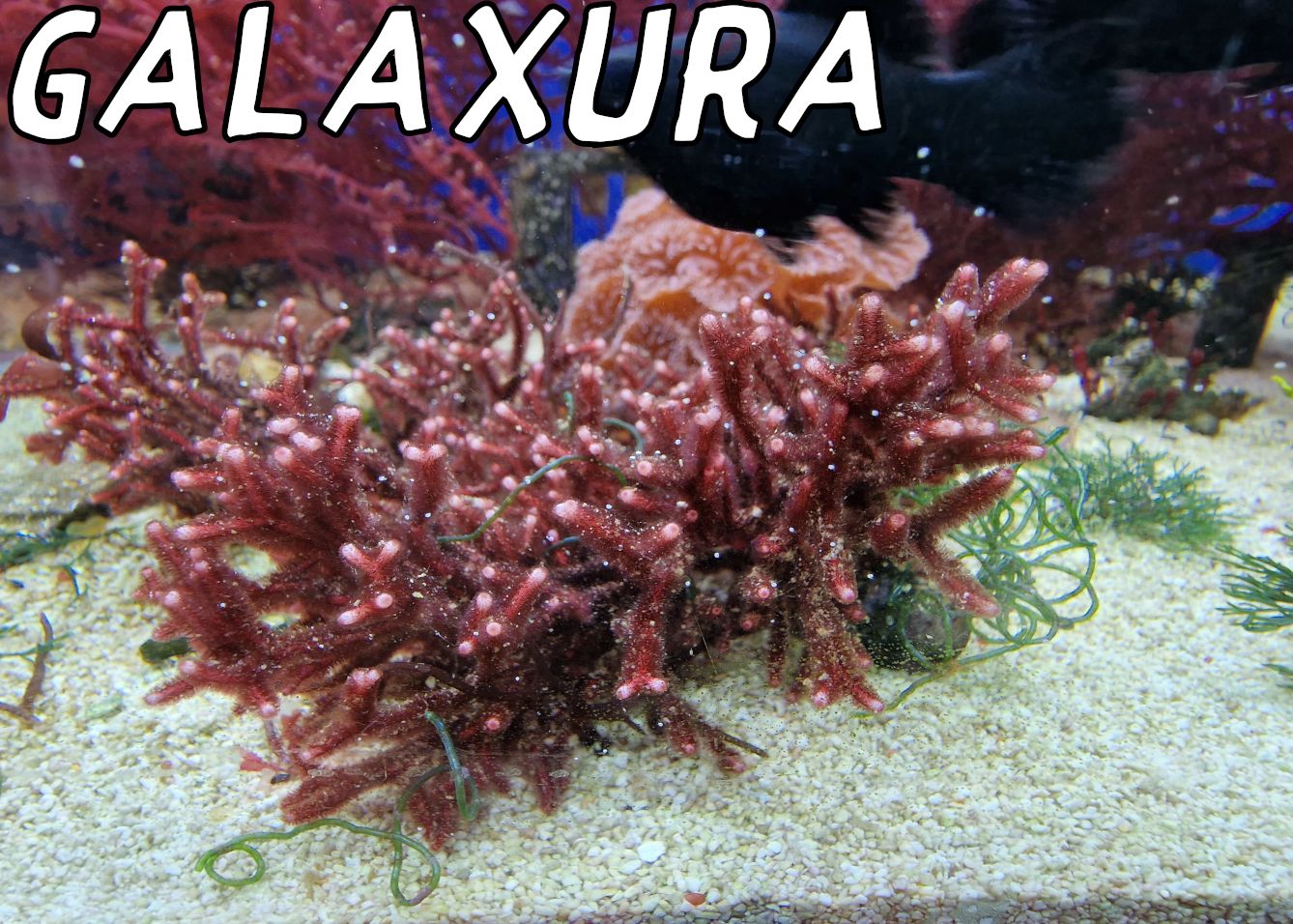 Galaxura rugosa Galaxura rugosa