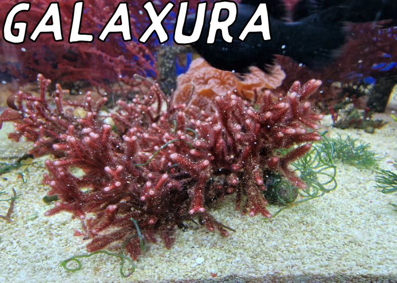 Galaxura rugosa