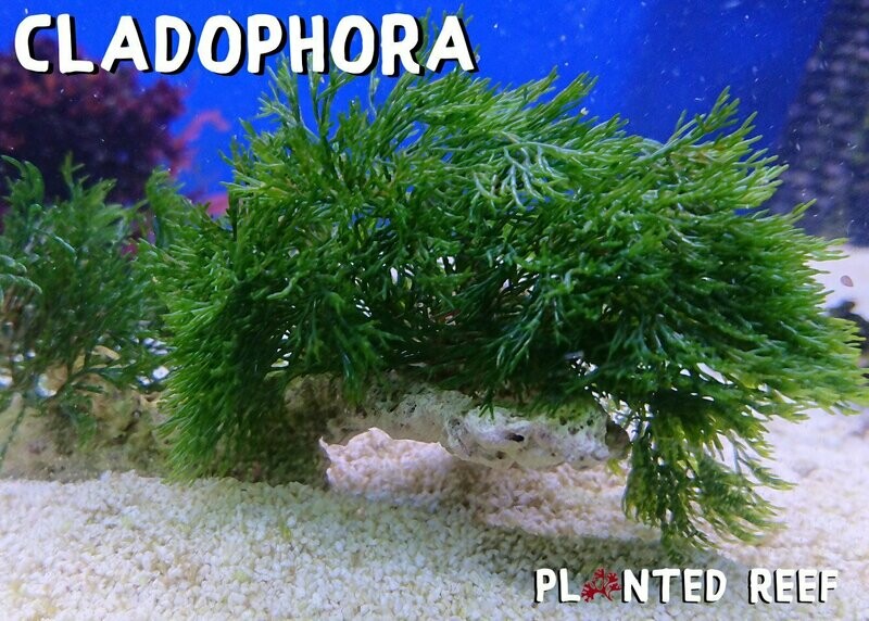 XL Green Bush Macroalgae Cladophora Prolifera
