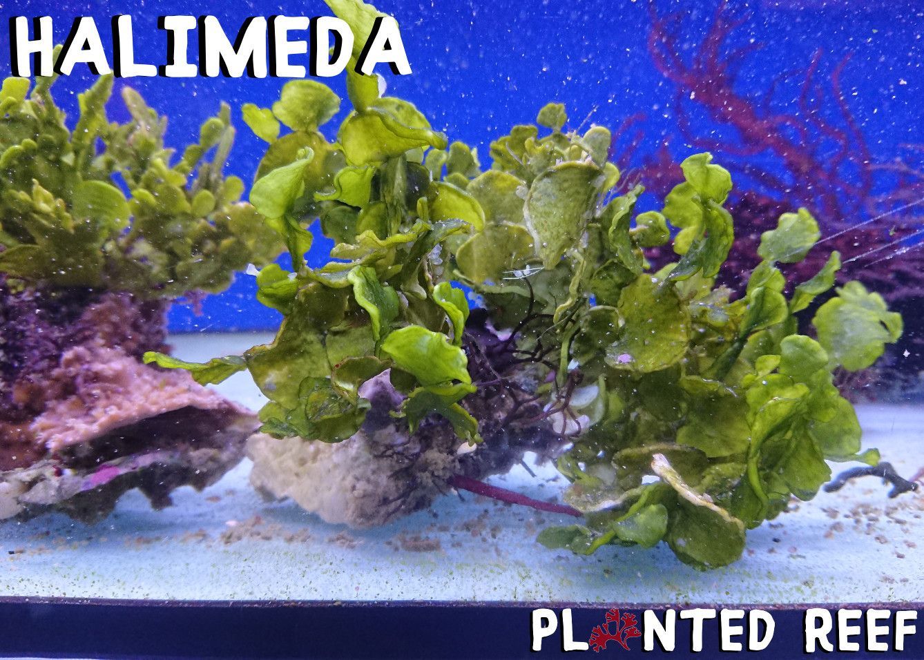 Halimeda Halimeda "Cactus algae"