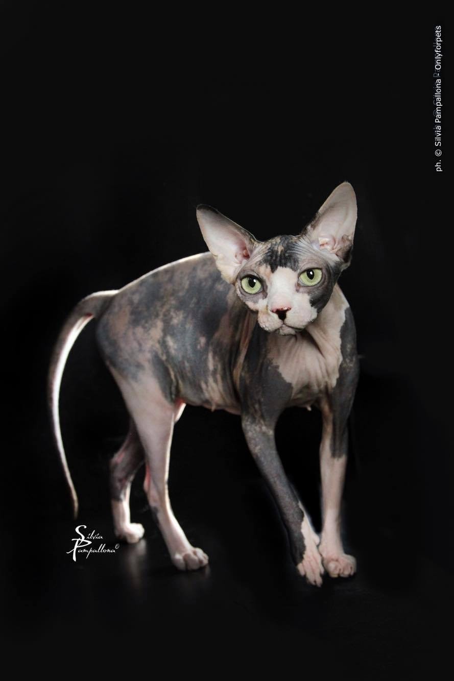 SPHYNXATIQUUS ISKRA