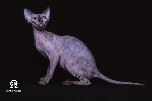 BLACK PEARLS ORIANA