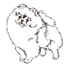 POMERANIA