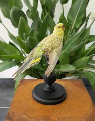 YELLOW AND GREEN BUDGERIGAR