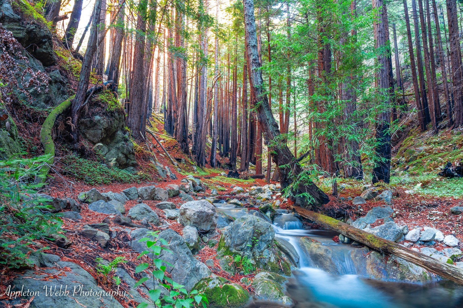 Redwood Dreams