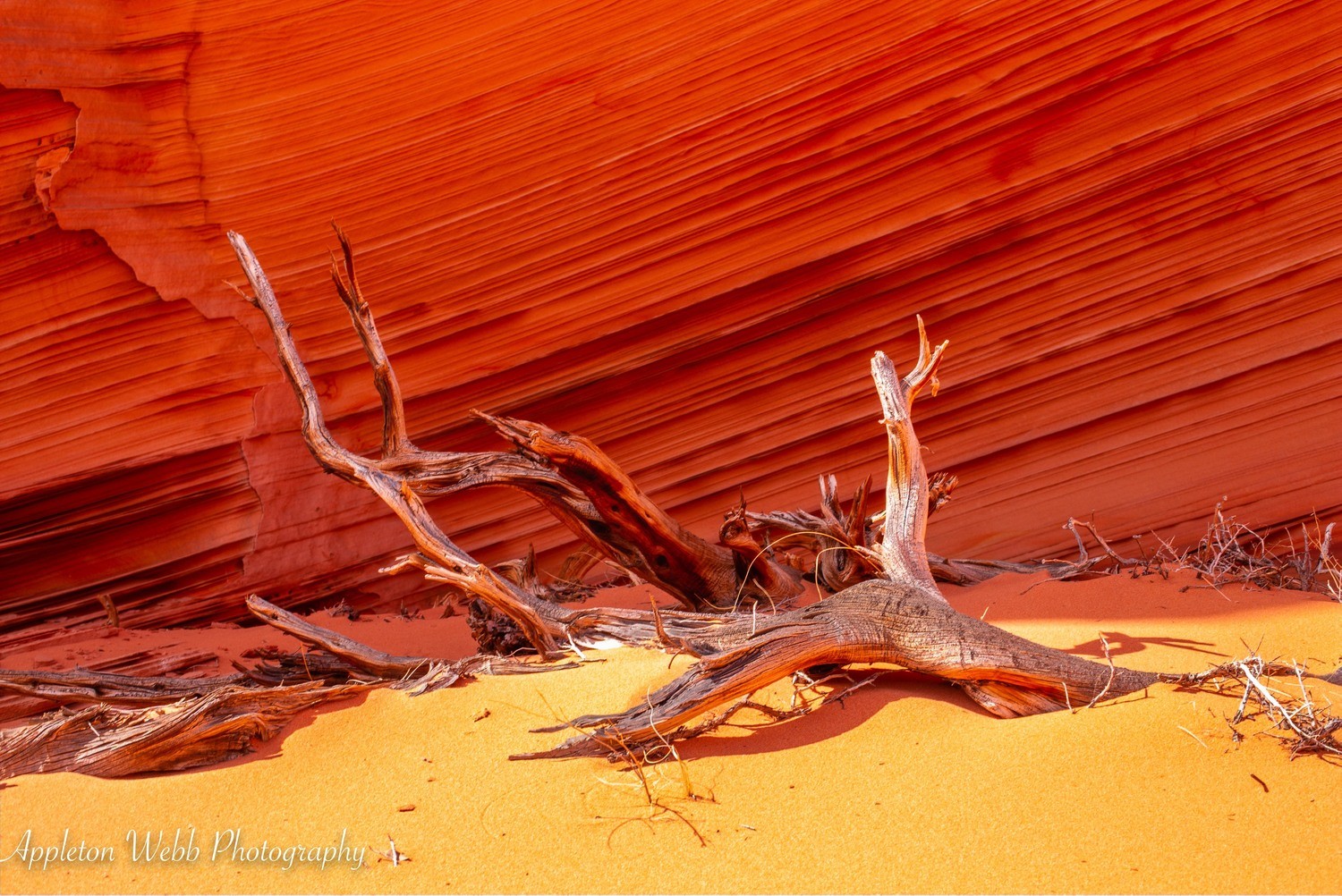 Rojo Desert