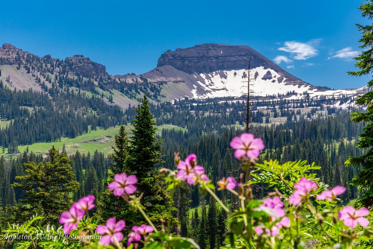 Spring in the Teton&#39;s