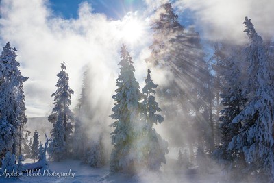 Yellowstone Winter