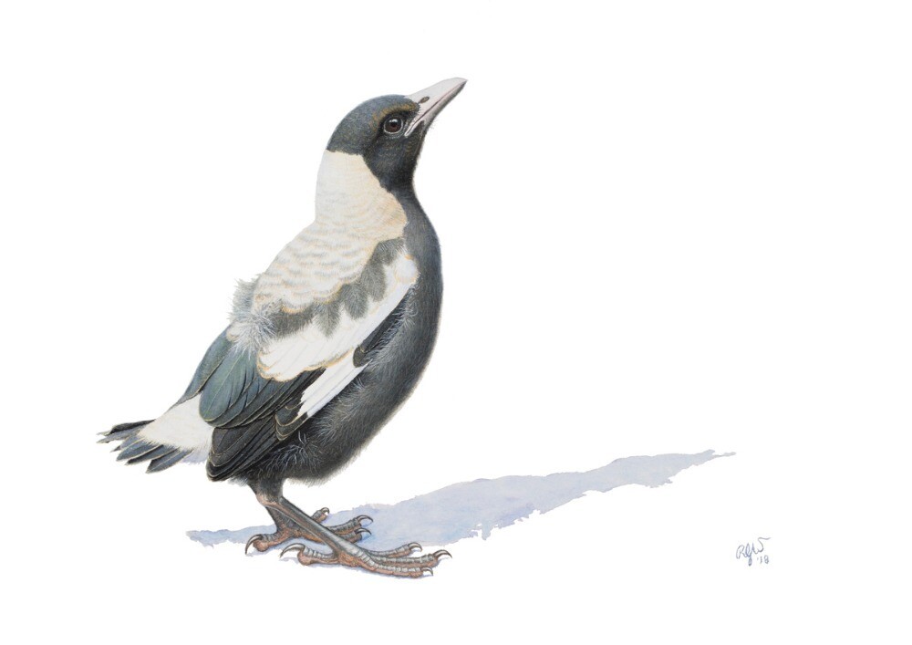 Adolescent Magpie No. 1
