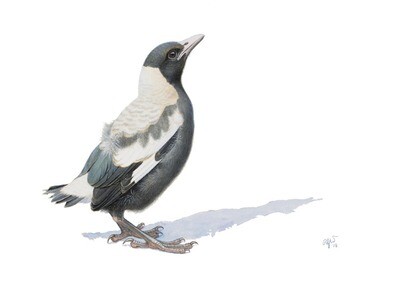 Adolescent Magpie No. 1