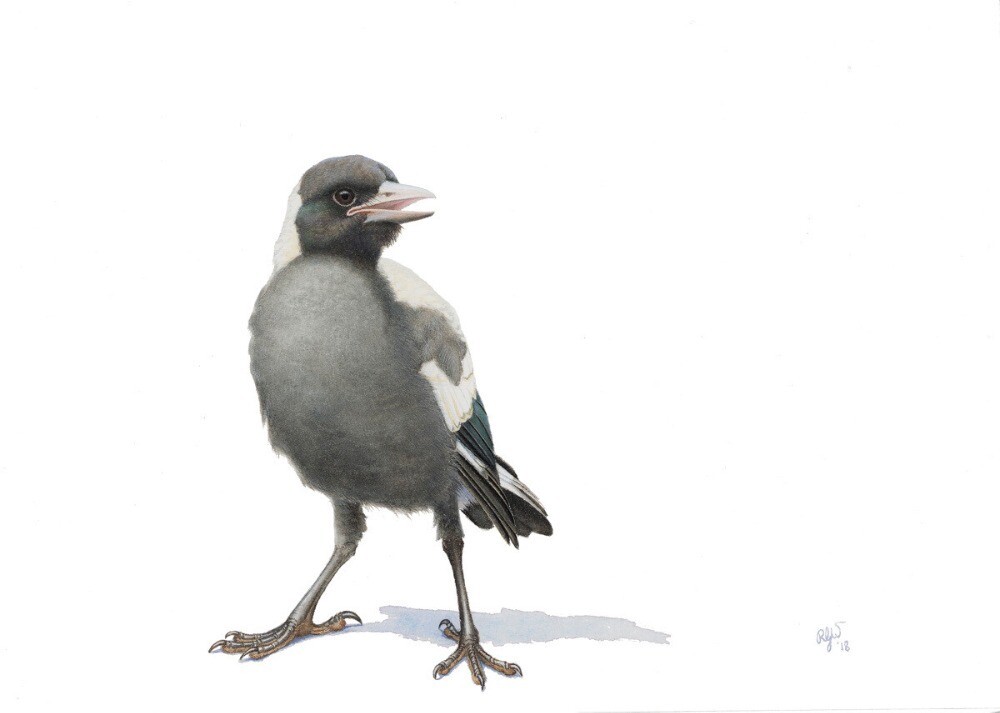 Adolescent Magpie No. 2