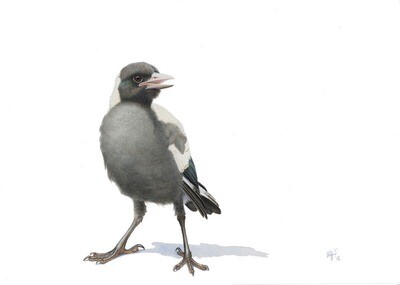 Adolescent Magpie No. 2