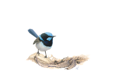 Blue Wren No. 2
