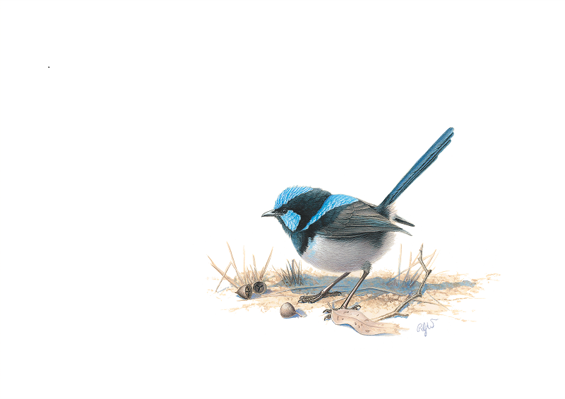 Blue Wren No. 3