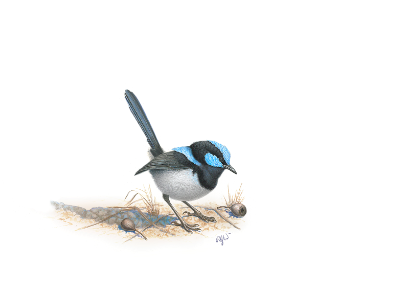 Blue Wren No. 1