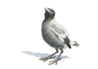 Adolescent Magpie No. 3