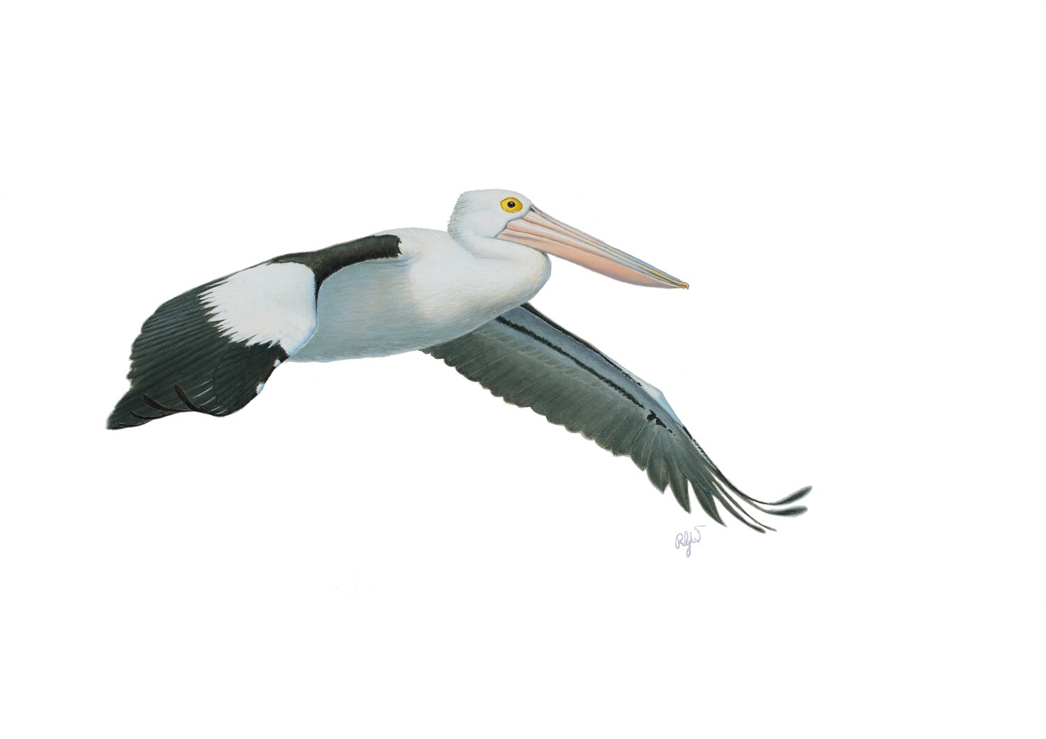 Pelican No. 1
