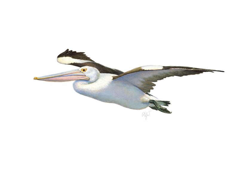 Pelican No. 3