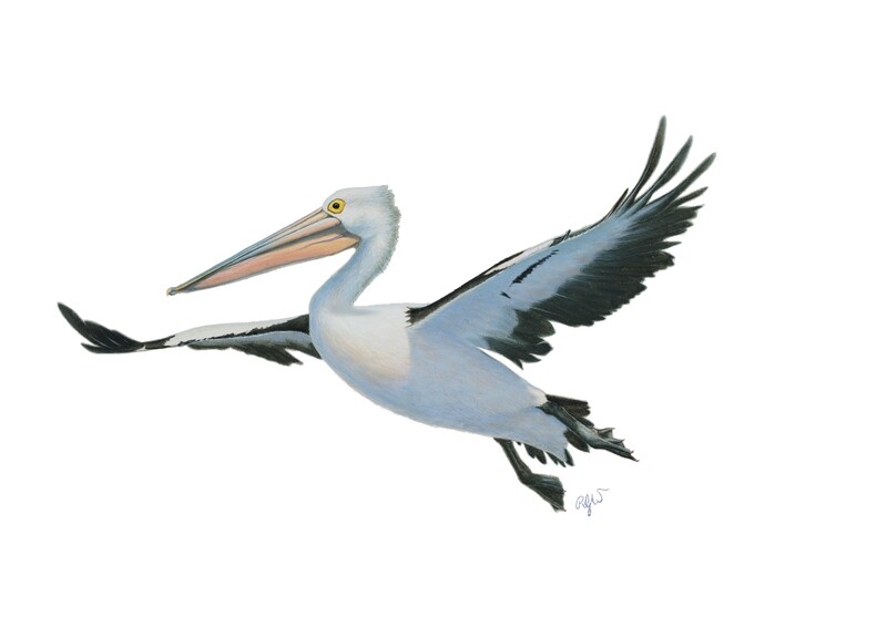 Pelican No. 2